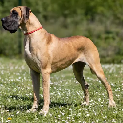VARIATION SUR MARILOU DU VAL DE CELLE, Dogue Allemand fauve