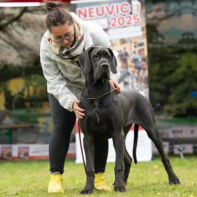 APPOKA'LIPPS DE LA GUILDE DES NEPHILIMS, Dogue Allemand noir