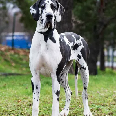 SELYA RAYAON DES ZAMOURS DE CAUX, Dogue Allemand blanc bigarré de noir