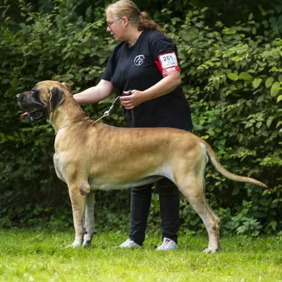 SYSKA DES ZAMOURS DE CAUX, Dogue Allemand fauve