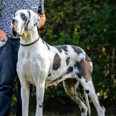 SARADA DU WEKOMUNDO OF DARK ANGEL'S, Dogue Allemand blanc bigarré de noir