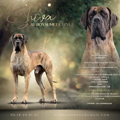 SHIVA AU ROYAUME DE LEYLA, Dogue Allemand bringé