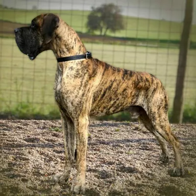 CIAN DE ULMER De Ulmer, Dogue Allemand 