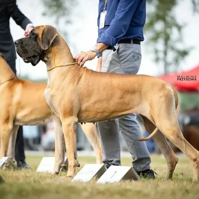 DOKKA DE ULMER De Ulmer, Dogue Allemand 