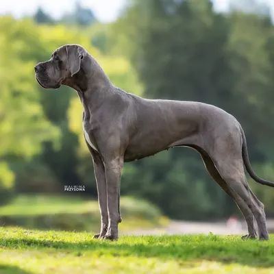 VVINIFRED SAND MORRIGHAN DE LA GUILDE DES NEPHILIMS, Dogue Allemand bleu