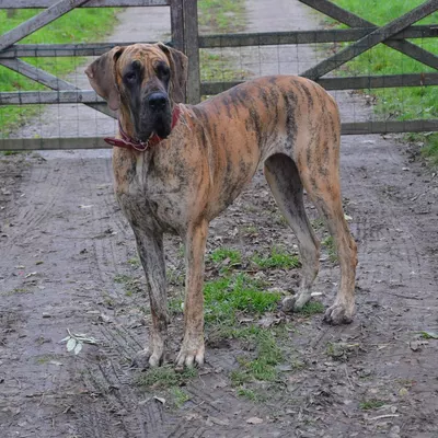 UTOPIA DU VAL DE CELLE, Dogue Allemand bringé