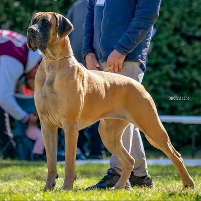 EMER DE ULMER De Ulmer, Dogue Allemand 