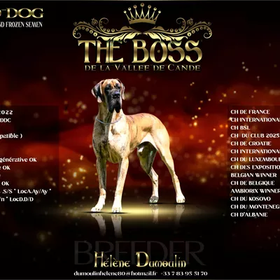 THE BOSS — photo 1
