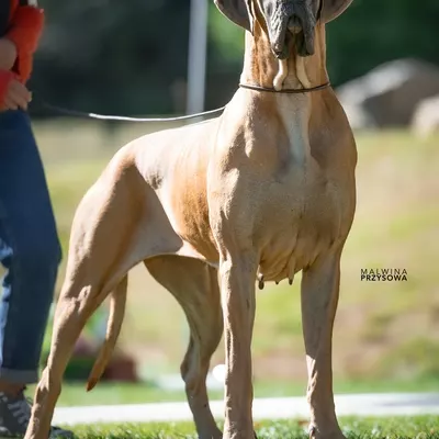 TIA DE VALAVERGNY, Dogue Allemand fauve
