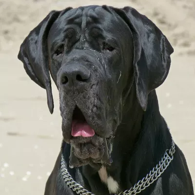 LUCIUS
