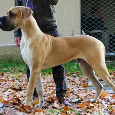 ART FRAMAGUCCI DE LA GUILDE DES NEPHILIMS, Dogue Allemand fauve
