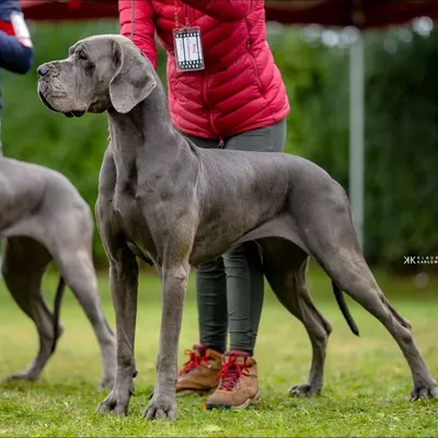 REEVA DE DOGOKO, Dogue Allemand 
