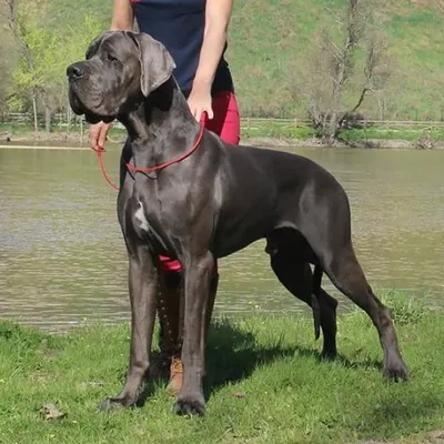 JAVO DE DOGOKO