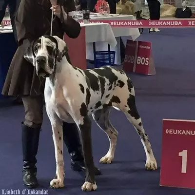 LISBETH D'ISKANDAR, Dogue Allemand blanc bigarré de noir
