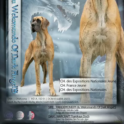 VOLKOVA DU WEKOMUNDO OF DARK ANGEL'S, Dogue Allemand bringé