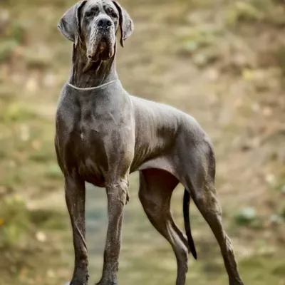 ORNELLA DE DOGOKO, Dogue Allemand 