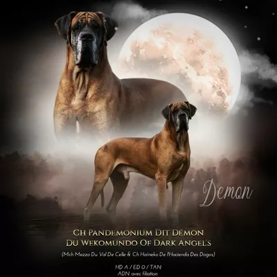 PANDEMONIUM DIT DEMON DU WEKOMUNDO OF DARK ANGEL'S, Dogue Allemand fauve