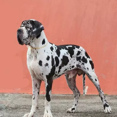 THEMISTOKHLE DE L'OUTSAINA, Dogue Allemand blanc bigarré de noir