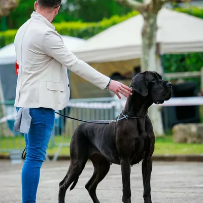 UGUETTE DES GEANTS DU PARADIS D'HAVA, Dogue Allemand noir