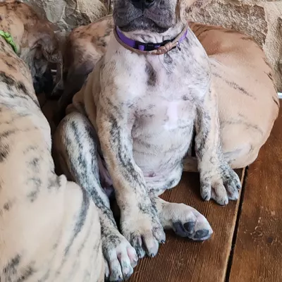 BOriona, chiot Dogue Allemand femelle bringée, 7 semaines