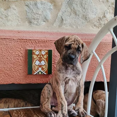 BRUNEHILDE, chiot Dogue Allemand femelle bringée, 7 semaines