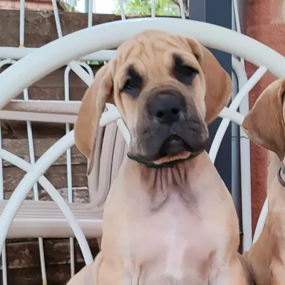 BRENNUS, chiot Dogue Allemand mâle fauve à masque noir, 7 semaines
