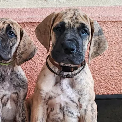 BAGHEERA, chiot Dogue Allemand mâle bringé, 7 semaines