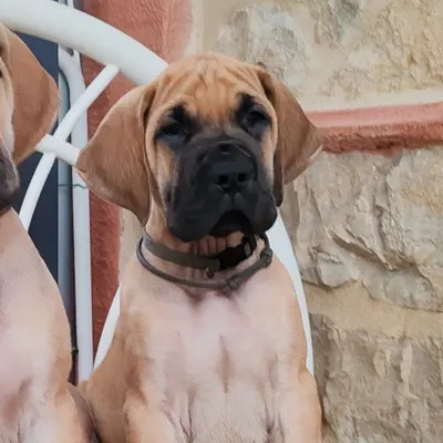 BOGART, chiot Dogue Allemand mâle fauve à masque noir, 7 semaines