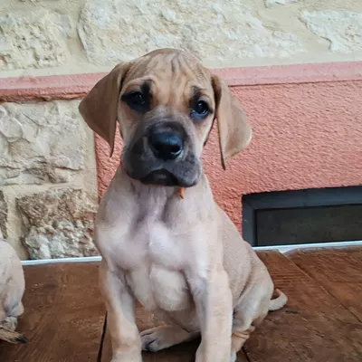 BROCELIANDE, chiot Dogue Allemand femelle fauve à masque noir, 7 semaines
