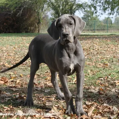 Bianca du Clos du Bonheur, chiot Dogue Allemand femelle bleu, 17 semaines