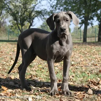 Betsy du Clos du Bonheur, chiot Dogue Allemand femelle bleu, 17 semaines