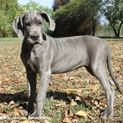 Beryl du Clos du Bonheur, chiot Dogue Allemand femelle bleu, 17 semaines