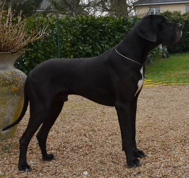 FOCHN Du Temple Sacre D'heloise · Dogue Allemand mâle Noir · LOF 72488 · élevage MONNIN ELISABETH