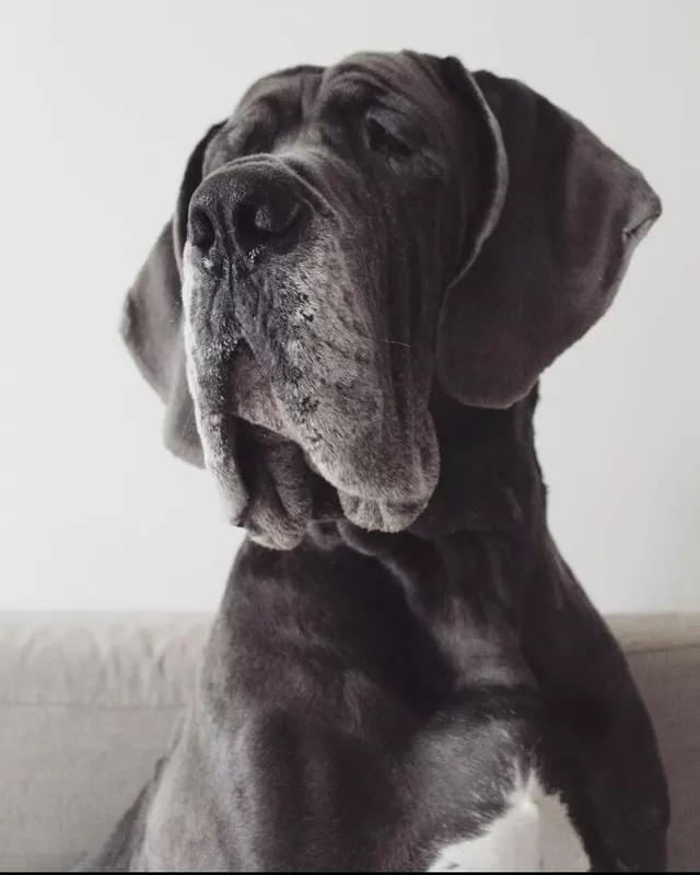 LOPAMUNDRA DE LA LANDE DES GEANTS BLEUS · Dogue Allemand femelle Bleu · LOF 79035 · élevage Confidentiel