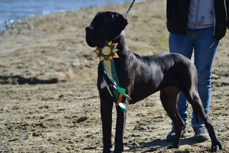 F-JELYNE MOLOSEUM · Dogue Allemand · PKR II-119799 · élevage Mme KUKLA Dorota