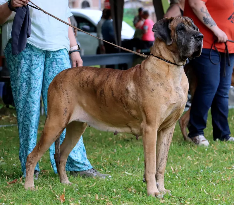 O RAGE O Du Garronoux · Dogue Allemand femelle Bringée · LOF 81725 · élevage LEVERBE J/A