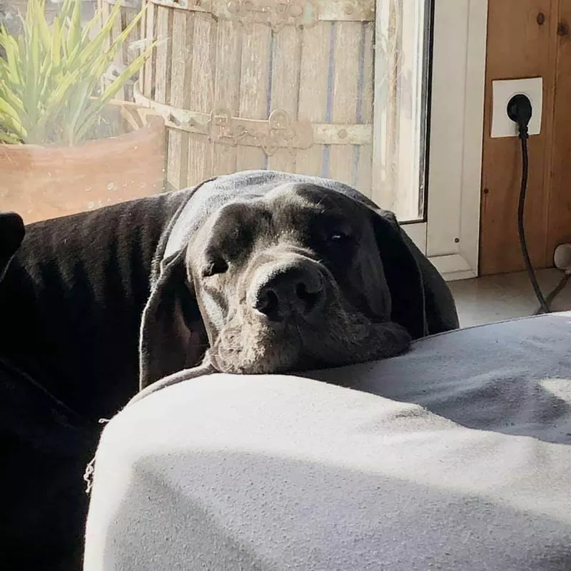 NADESHIKO WARRIOR DU WEKOMUNDO OF DARK ANGEL'S · Dogue Allemand femelle Noir · LOF 80672 · élevage DUPONT AMANDINE & ISABELLE