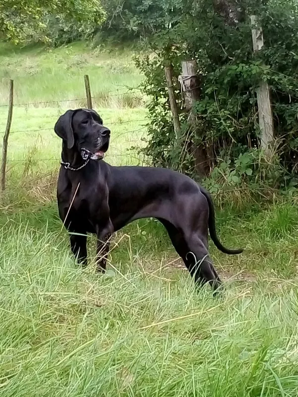 PEPITA-DEL-POLICIA Du Vert de Jade · Dogue Allemand femelle Noire · LOF 82819 · élevage DAMIEN NEGRIER