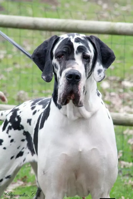PAMELA DES GEANTS DU PARADIS D'HAVA · Dogue Allemand femelle Blanc bigarré de noir · LOF 82821 · élevage MEURICE GREGORY