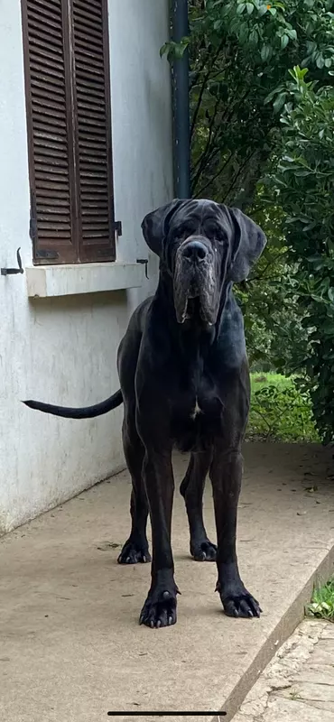 PUCKA Des Iles aux Falaises · Dogue Allemand mâle Noir · LOF 82893 · élevage DUSSAULT LUCIE