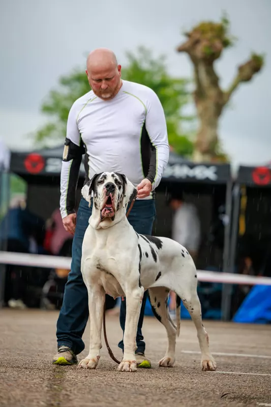 PEPITA Dogs Of Djwil · Dogue Allemand femelle Arlequin · LOF 83117 · élevage LAMBERT CELINE