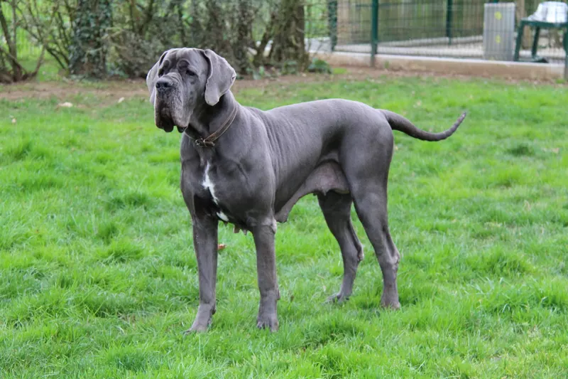 RACHEL D'hoszelee · Dogue Allemand femelle Bleue · LOF 83217 · élevage ZEMAN EMMA