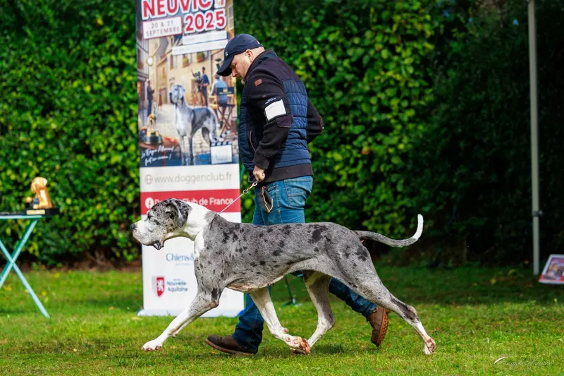 R'MIONE Dogs Of Djwil · Dogue Allemand femelle Arlequin · LOF 83808 · élevage LAMBERT FRANCK