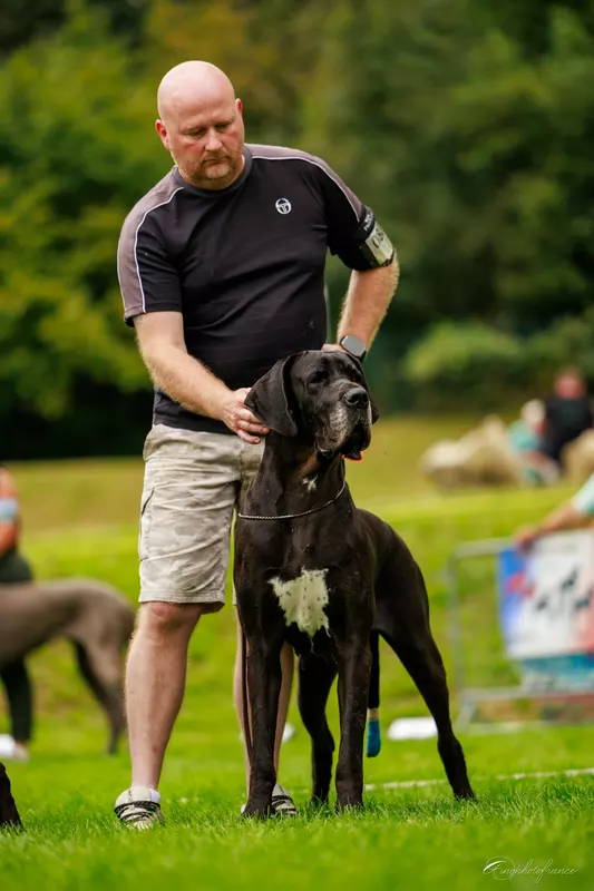 SHELBY Dogs Of Djwil · Dogue Allemand femelle Noire · LOF 84050 · élevage LAMBERT CELINE