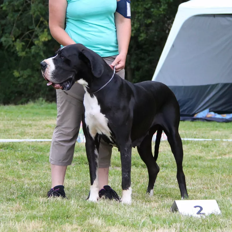 SELMA D'hoszelee · Dogue Allemand femelle Noir · LOF 84127 · élevage ZEMAN EMMA