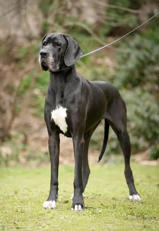 SHELBY Des Terres de Romandor · Dogue Allemand femelle Noire · LOF 84324 · élevage AUGE CECILIA