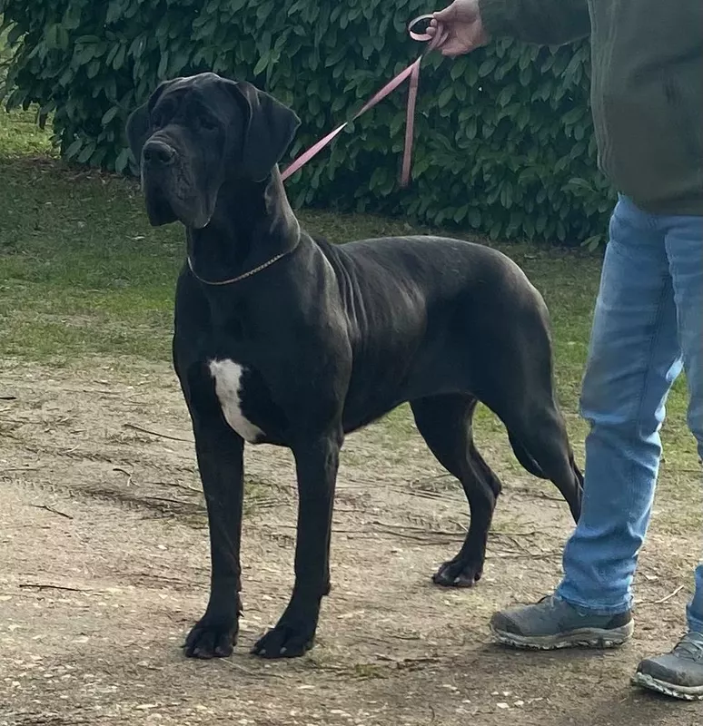 TAHIAVAIHEIANI Des Terres de Romandor · Dogue Allemand femelle Noire · LOF 85846 · élevage AUGE CECILIA