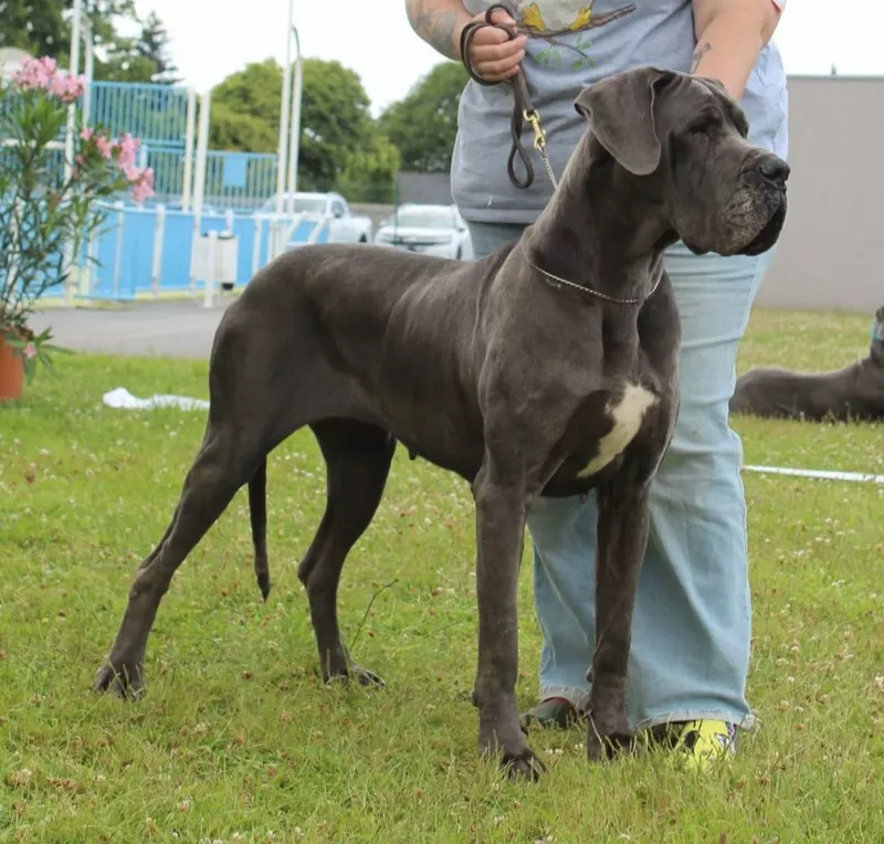 TAYCAN Des Terres de Romandor · Dogue Allemand femelle Bleue · LOF 85848 · élevage AUGE CECILIA