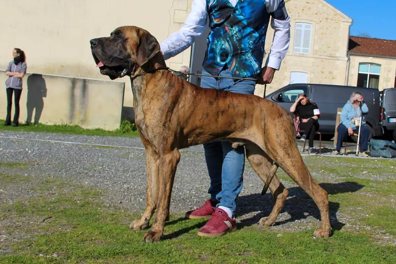 TENNESSEE DU GARRONOUX · Dogue Allemand mâle Bringé · LOF 86067 · élevage LEVERBE JEAN & ARMELLE