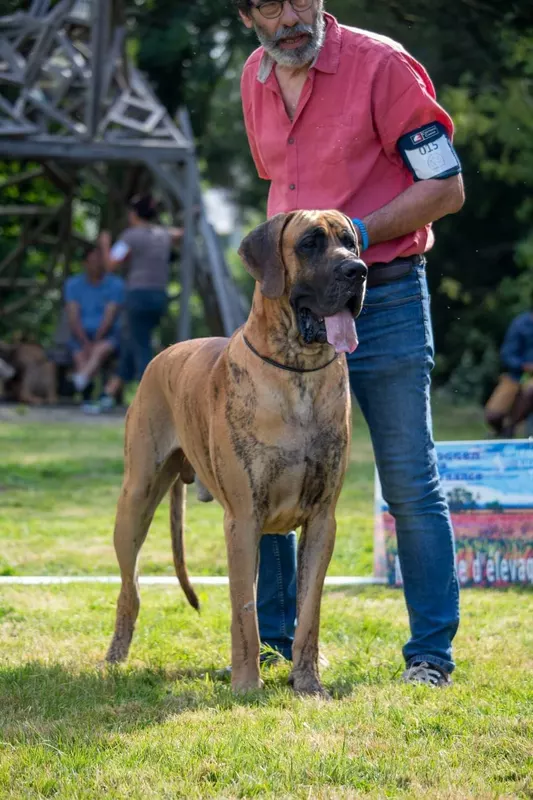 TEENAGER DU GARRONOUX · Dogue Allemand mâle Bringé · LOF 86068 · élevage LEVERBE JEAN & ARMELLE
